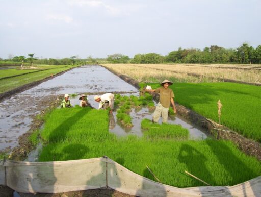 Ekonomi Pertanian