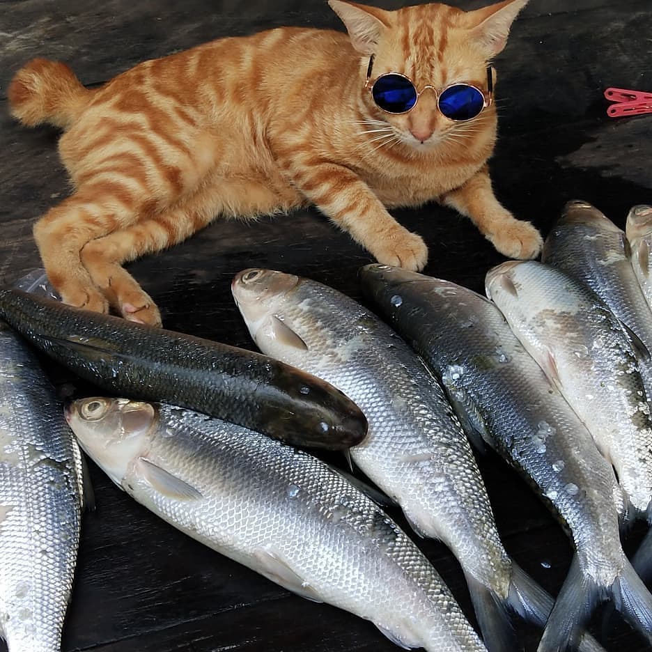 Kucing Makan Ikan
