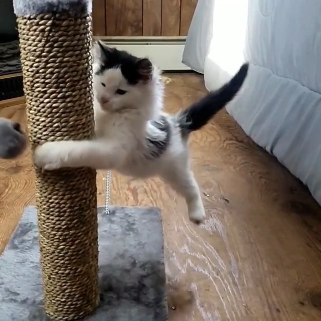 Tempat Bermain Kucing